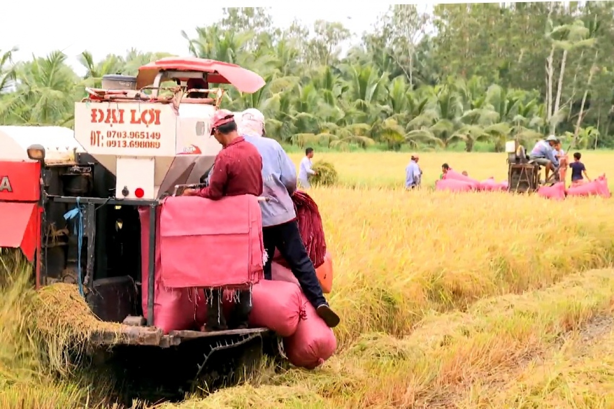 Giá lúa lên cao, nông dân tiếc vì “lỡ” nhận đặt cọc sớm